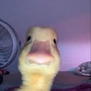 SrDuck_