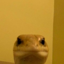 Danilo 0