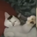 Gatosulista