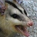 GambÁendiaBRADO