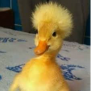 PatoDonald