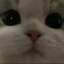 xulis