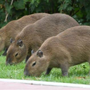gatoddojoia