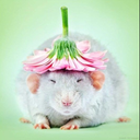 rato_ninja16