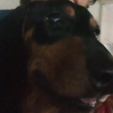 paozindobao