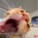 MaxTheLittleCat