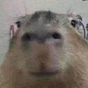 Jujuca