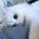 lele