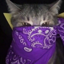 ThzKitty