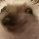 imrandom123