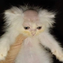 PecinhaBlessed