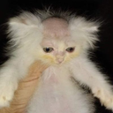 magroAxxNttarix
