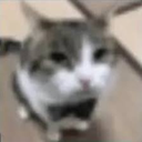 vitxy