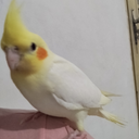yKas0
