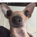 Xingueei