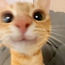 nicolastaff