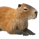 Capybaraa__
