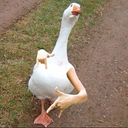 Patin1
