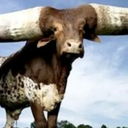 amansacorno