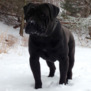 rott