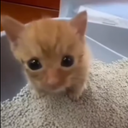 mini mxtheus