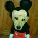 Pimpolho77