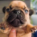 cachorrosgordos1