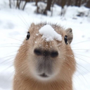 ySnowzinn