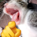 Tomo mute né kk