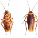 Barata Atomica