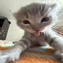 wluvbea