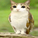catcpvp199