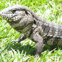 PavePACOME
