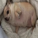 slidorino