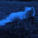 wCat_
