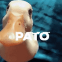 Patinho